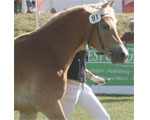 Elanda, die Haflinger-Siegerstute des Jahres 2009, wurde schwer misshandelt. Foto: Jutta Wego